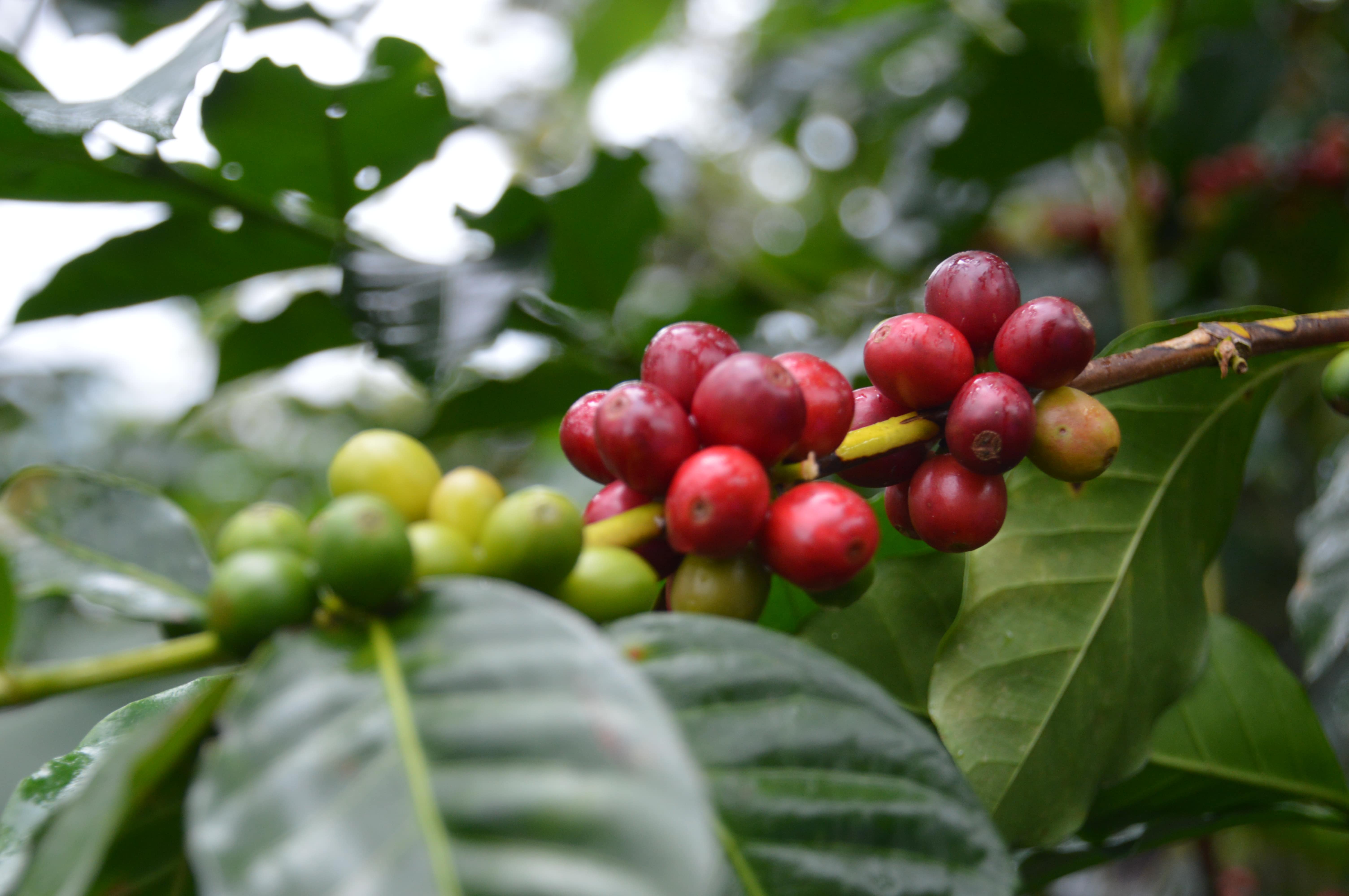 Kaffeekirschen im Anbauland